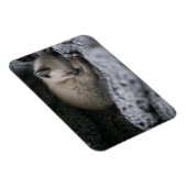 最も可愛い赤ん坊の動物 |小さな子猫が寝ている マグネット (右側)