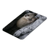 最も可愛い赤ん坊の動物 |小さな子猫が寝ている マグネット (左側)