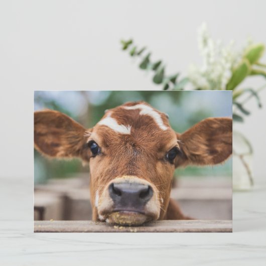 最も可愛い赤ん坊の動物 |小さな牛のふくらはぎ サンキューカード (スタンド正面)