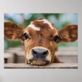 最も可愛い赤ん坊の動物 |小さな牛のふくらはぎ ポスター (正面)