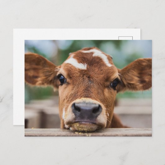 最も可愛い赤ん坊の動物 |小さな牛のふくらはぎ ポストカード (正面/裏面)