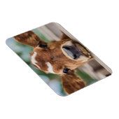 最も可愛い赤ん坊の動物 |小さな牛のふくらはぎ マグネット (右側)