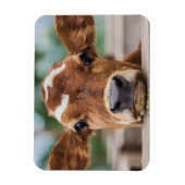 最も可愛い赤ん坊の動物 |小さな牛のふくらはぎ マグネット (縦)