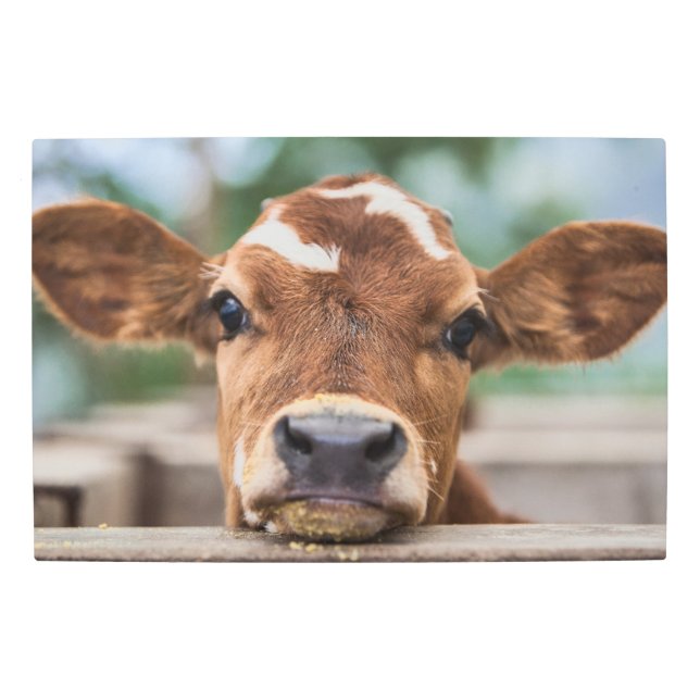 最も可愛い赤ん坊の動物 |小さな牛のふくらはぎ メタルプリント (正面)