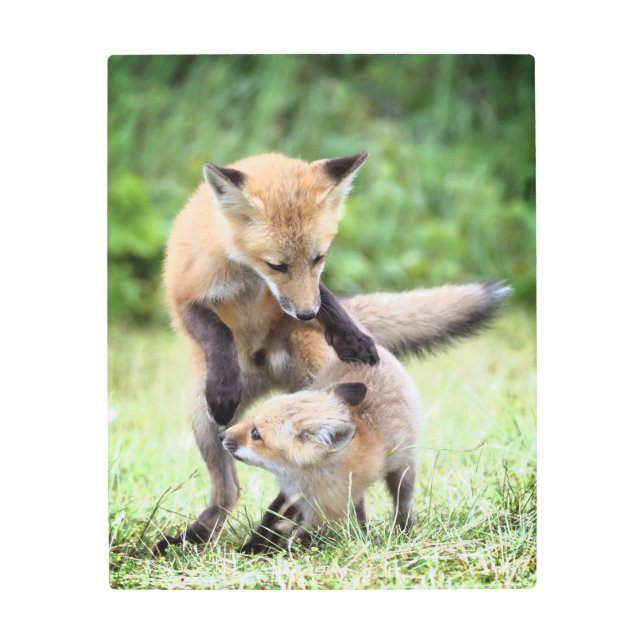最も可愛い赤ん坊の動物 |愛らしいキツネキット&ママ メタルプリント (正面)