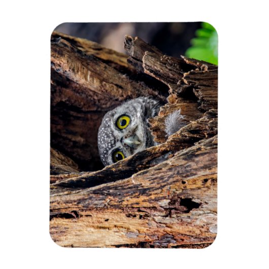 最も可愛い赤ん坊の動物 |斑点のあるオウレット マグネット (縦)