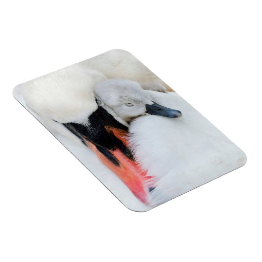 最も可愛い赤ん坊の動物 |母とベビーミュートスワン マグネット (右側)