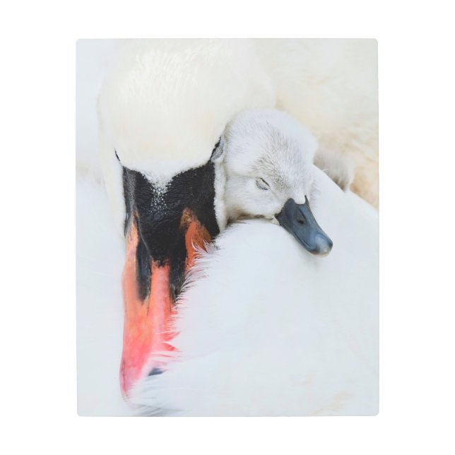 最も可愛い赤ん坊の動物 |母とベビーミュートスワン メタルプリント (正面)