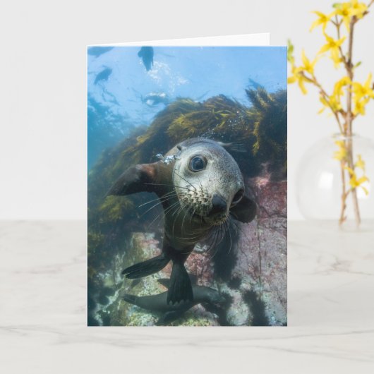 最も可愛い赤ん坊の動物 |水中ケープの毛皮シール カード (黄色い花)