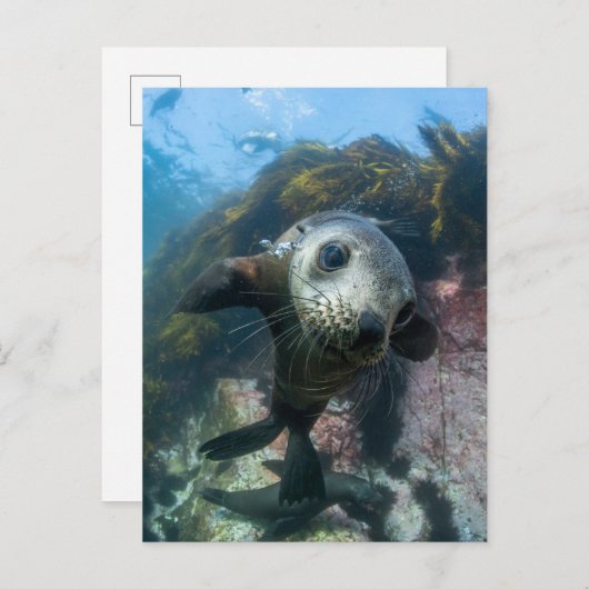 最も可愛い赤ん坊の動物 |水中ケープの毛皮シール ポストカード (正面/裏面)
