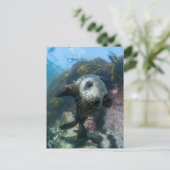 最も可愛い赤ん坊の動物 |水中ケープの毛皮シール ポストカード (スタンド正面)