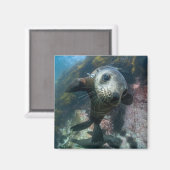 最も可愛い赤ん坊の動物 |水中ケープの毛皮シール マグネット (正面/裏面)