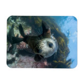 最も可愛い赤ん坊の動物 |水中ケープの毛皮シール マグネット (横)