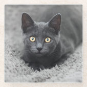 最も可愛い赤ん坊の動物 |灰色の猫 ガラスコースター (正面)