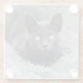 最も可愛い赤ん坊の動物 |灰色の猫 ガラスコースター (裏面)