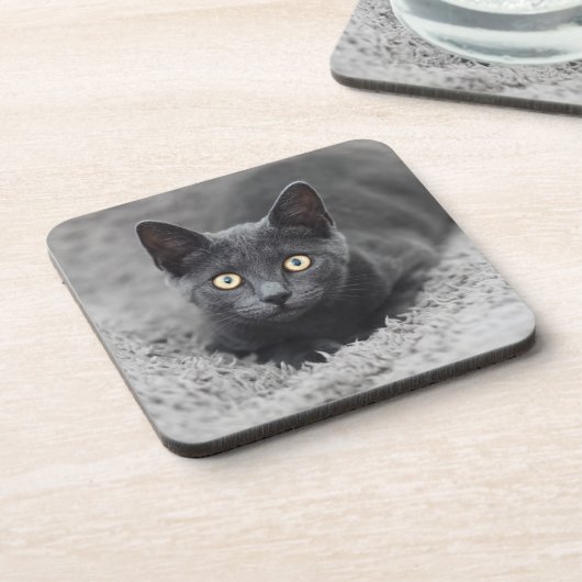 最も可愛い赤ん坊の動物 |灰色の猫 コースター (左側)