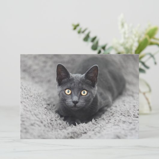 最も可愛い赤ん坊の動物 |灰色の猫 サンキューカード (スタンド正面)