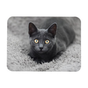 最も可愛い赤ん坊の動物 灰色の猫 マグネット