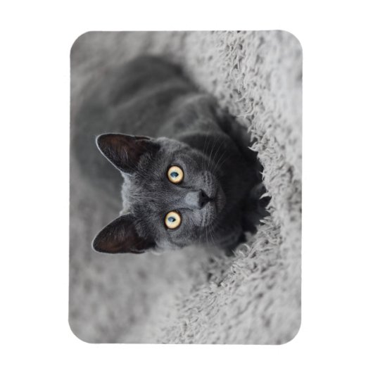 最も可愛い赤ん坊の動物 |灰色の猫 マグネット (縦)