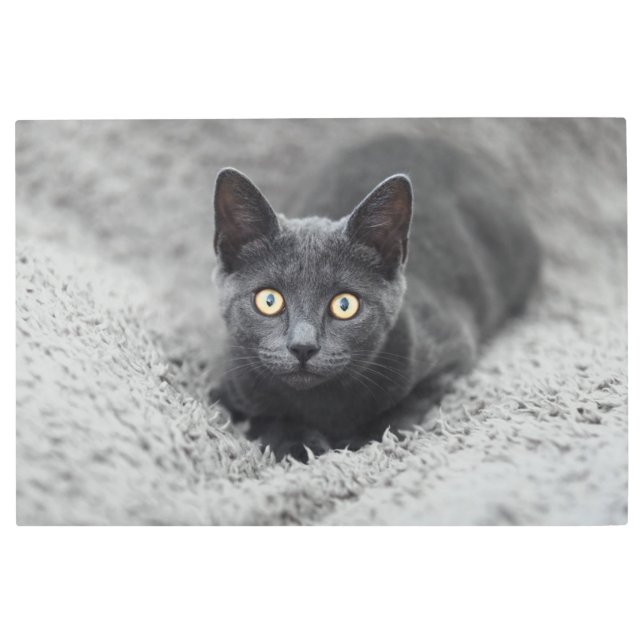 最も可愛い赤ん坊の動物 |灰色の猫 メタルプリント (正面)