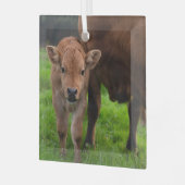 最も可愛い赤ん坊の動物 |牛と子牛 ガラスオーナメント (正面左)