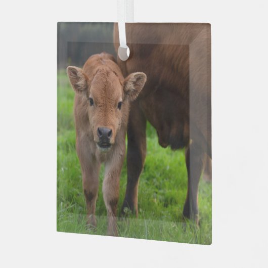 最も可愛い赤ん坊の動物 |牛と子牛 ガラスオーナメント (正面左)