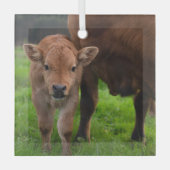 最も可愛い赤ん坊の動物 |牛と子牛 ガラスオーナメント (正面)