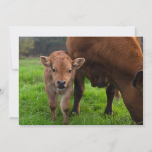 最も可愛い赤ん坊の動物 牛と子牛 サンキューカード
