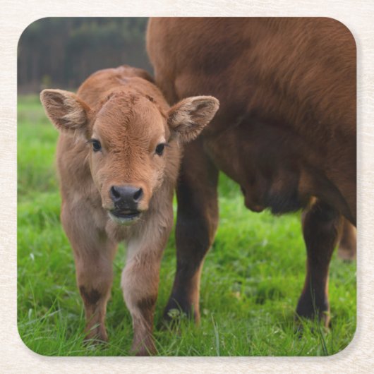 最も可愛い赤ん坊の動物 |牛と子牛 スクエアペーパーコースター (正面)