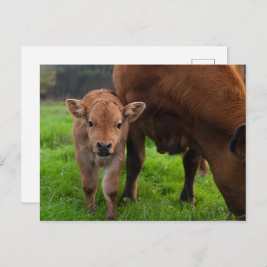 最も可愛い赤ん坊の動物 |牛と子牛 ポストカード (正面/裏面)