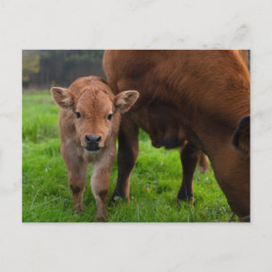 最も可愛い赤ん坊の動物 牛と子牛 ポストカード