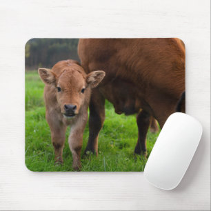 最も可愛い赤ん坊の動物  牛と子牛 マウスパッド