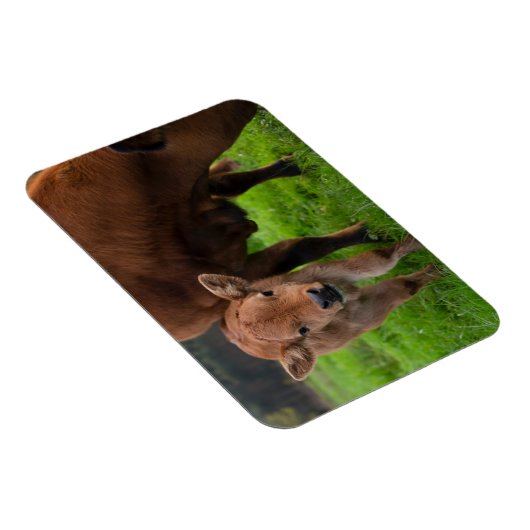 最も可愛い赤ん坊の動物 |牛と子牛 マグネット (右側)