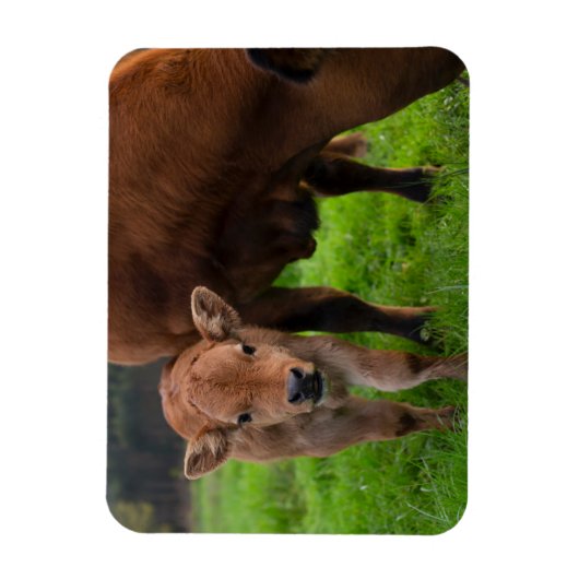最も可愛い赤ん坊の動物 |牛と子牛 マグネット (縦)