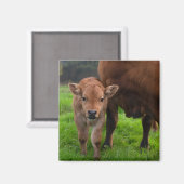 最も可愛い赤ん坊の動物 |牛と子牛 マグネット (正面/裏面)