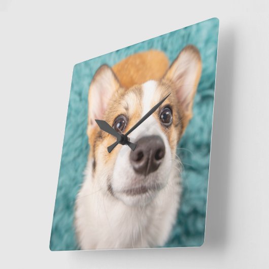 最も可愛い赤ん坊の動物 |甘いコーギパピー顔 スクエア壁時計 (傾斜)