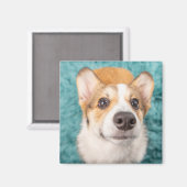 最も可愛い赤ん坊の動物 |甘いコーギパピー顔 マグネット (正面/裏面)