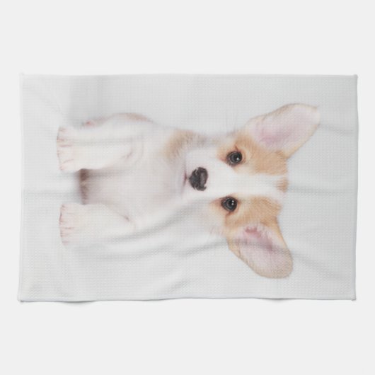 最も可愛い赤ん坊の動物 |白いコーギの子犬 キッチンタオル (横)