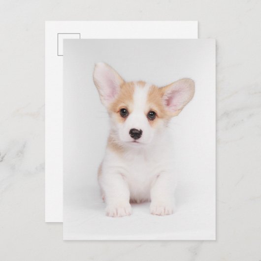 最も可愛い赤ん坊の動物 |白いコーギの子犬 ポストカード (正面/裏面)