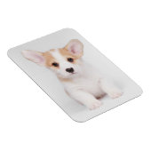 最も可愛い赤ん坊の動物 |白いコーギの子犬 マグネット (右側)