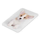 最も可愛い赤ん坊の動物 |白いコーギの子犬 マグネット (左側)