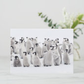 最も可愛い赤ん坊の動物 皇帝ペンギンの雛| サンキューカード (スタンド正面)