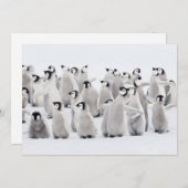 最も可愛い赤ん坊の動物 皇帝ペンギンの雛| サンキューカード (正面/裏面)