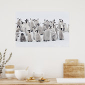 最も可愛い赤ん坊の動物 皇帝ペンギンの雛| ポスター (キッチン)