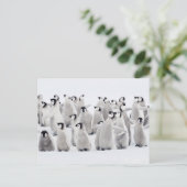 最も可愛い赤ん坊の動物 皇帝ペンギンの雛| ポストカード (スタンド正面)