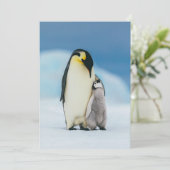 最も可愛い赤ん坊の動物 皇帝ペンギン・シック| サンキューカード (スタンド正面)