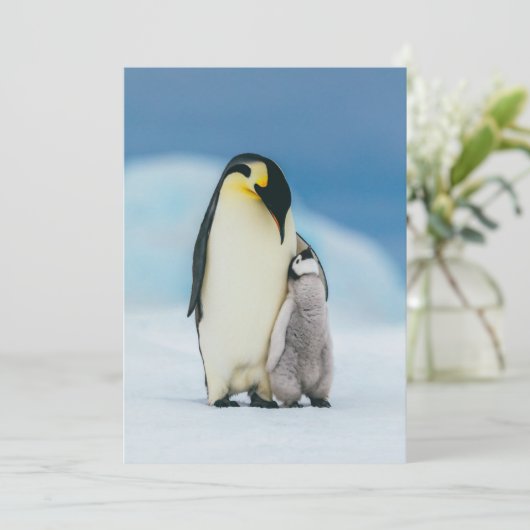 最も可愛い赤ん坊の動物 皇帝ペンギン・シック| サンキューカード (スタンド正面)