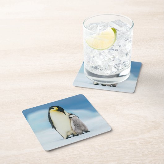 最も可愛い赤ん坊の動物 皇帝ペンギン・シック| スクエアペーパーコースター (インサイチュ)