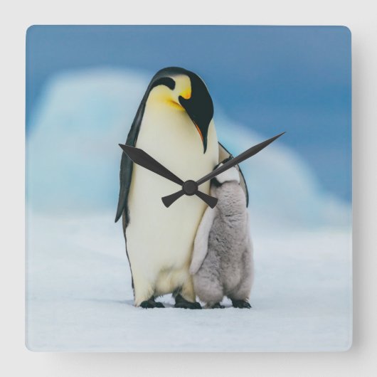 最も可愛い赤ん坊の動物 皇帝ペンギン・シック| スクエア壁時計 (正面)