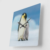最も可愛い赤ん坊の動物 皇帝ペンギン・シック| スクエア壁時計 (傾斜)